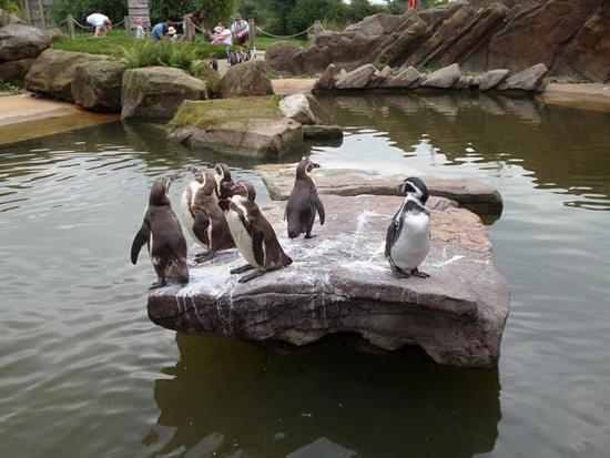 Chic 2 Bed Peak District Cottage Barn Near Alton Towers, Polar Bears, Chatsworth House Leek Exteriör bild