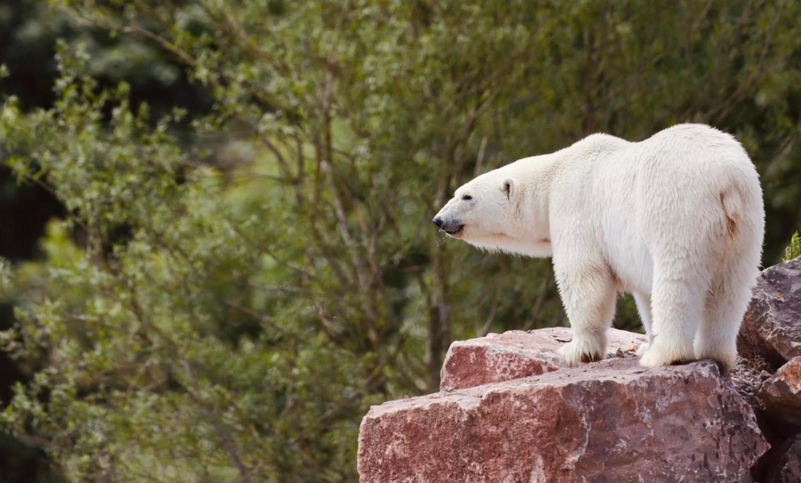 Chic 2 Bed Peak District Cottage Barn Near Alton Towers, Polar Bears, Chatsworth House Leek Exteriör bild