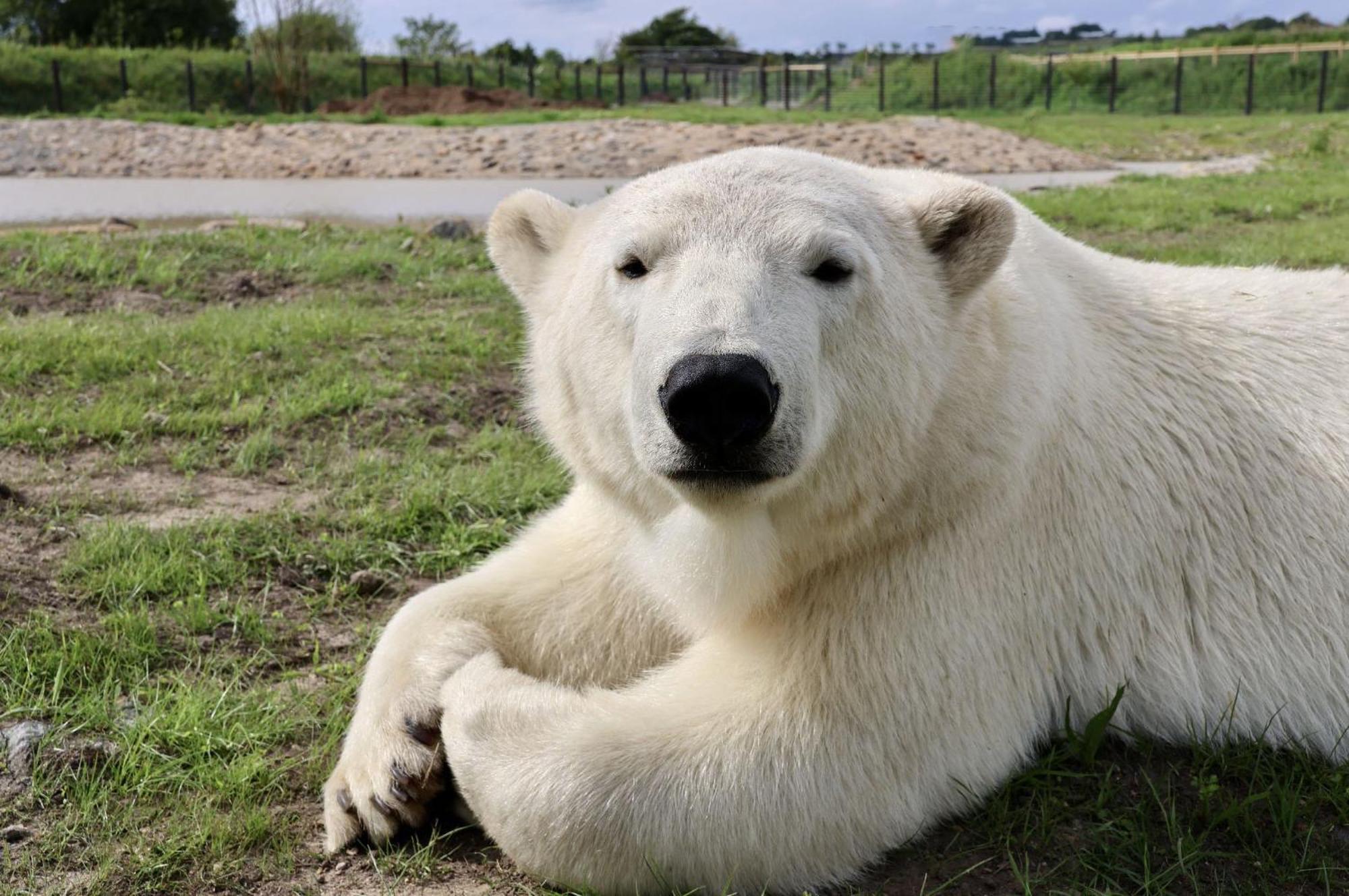 Chic 2 Bed Peak District Cottage Barn Near Alton Towers, Polar Bears, Chatsworth House Leek Exteriör bild